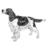 English Springer Spaniel