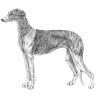 Spanish Galgo