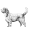 Grand Basset Griffon Vendeen