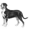 Greater Swiss Mountain Dog