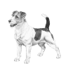 Russell-type Terrier