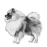 Keeshond