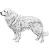 Polish Tatra Sheepdog