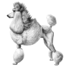 Poodle (Standard)