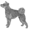 Pumi