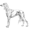 Saluki