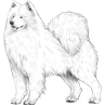 Samoyed