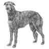 Scottish Deerhound