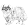 Tibetan Spaniel