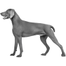 Weimaraner