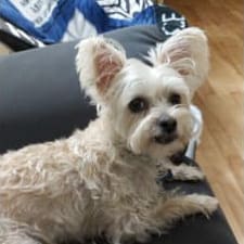 Kathy B's dog Bella