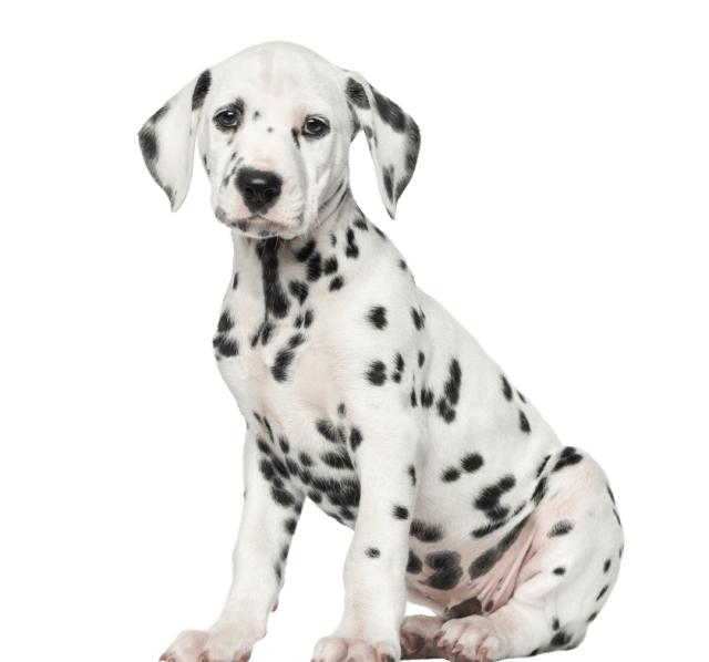 Embark Canine Genetic Screening - Telford Veterinary Hospital