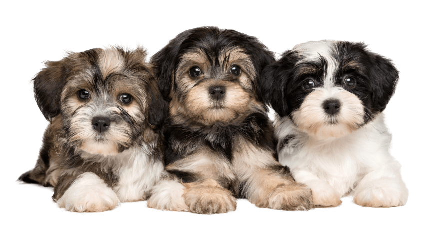 Embark for Breeders dog DNA test kits