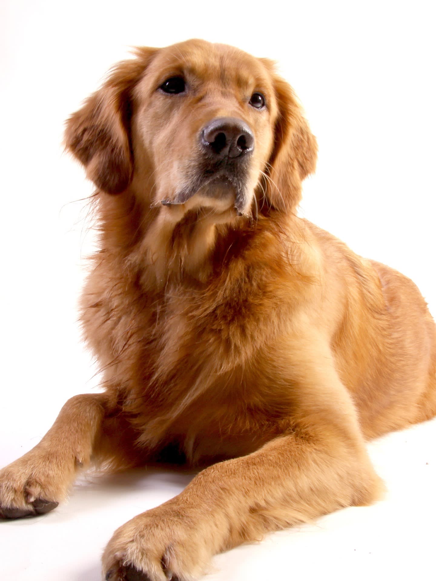 Golden Retriever Puppies, Ownership Guide