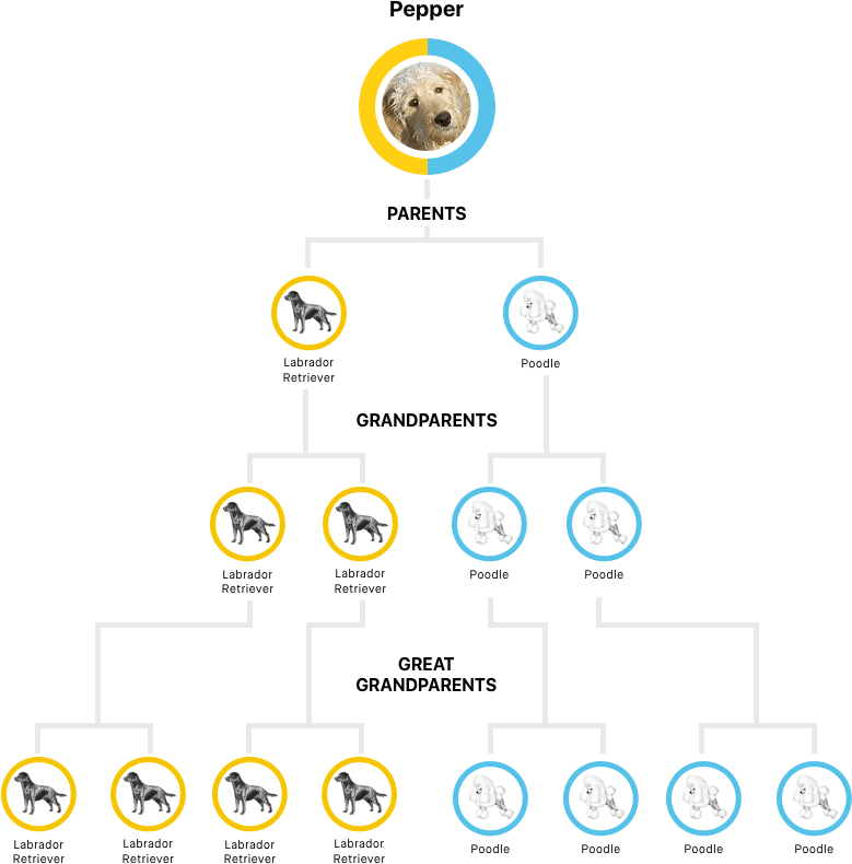 Embark Tests For Over 350 Breeds Dog Ancestry Embark