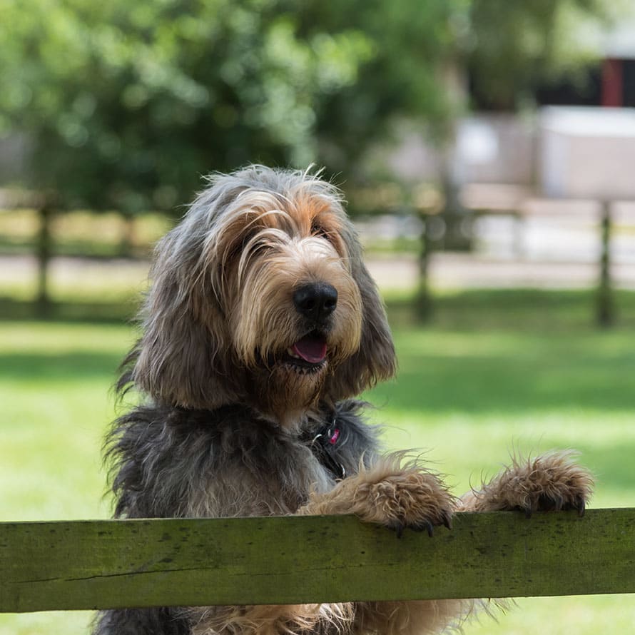 Large grey and cream colored Otterhound standing with Coagulopathies
