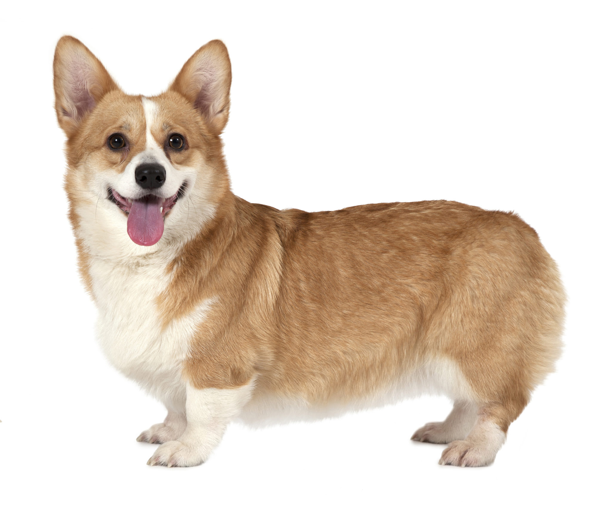 Pembroke Welsh Corgis: Dog breed info, photos, common names, and