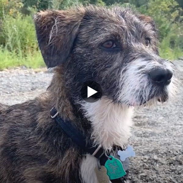 photo of a dog that surprisingly has a lot of corgi in him