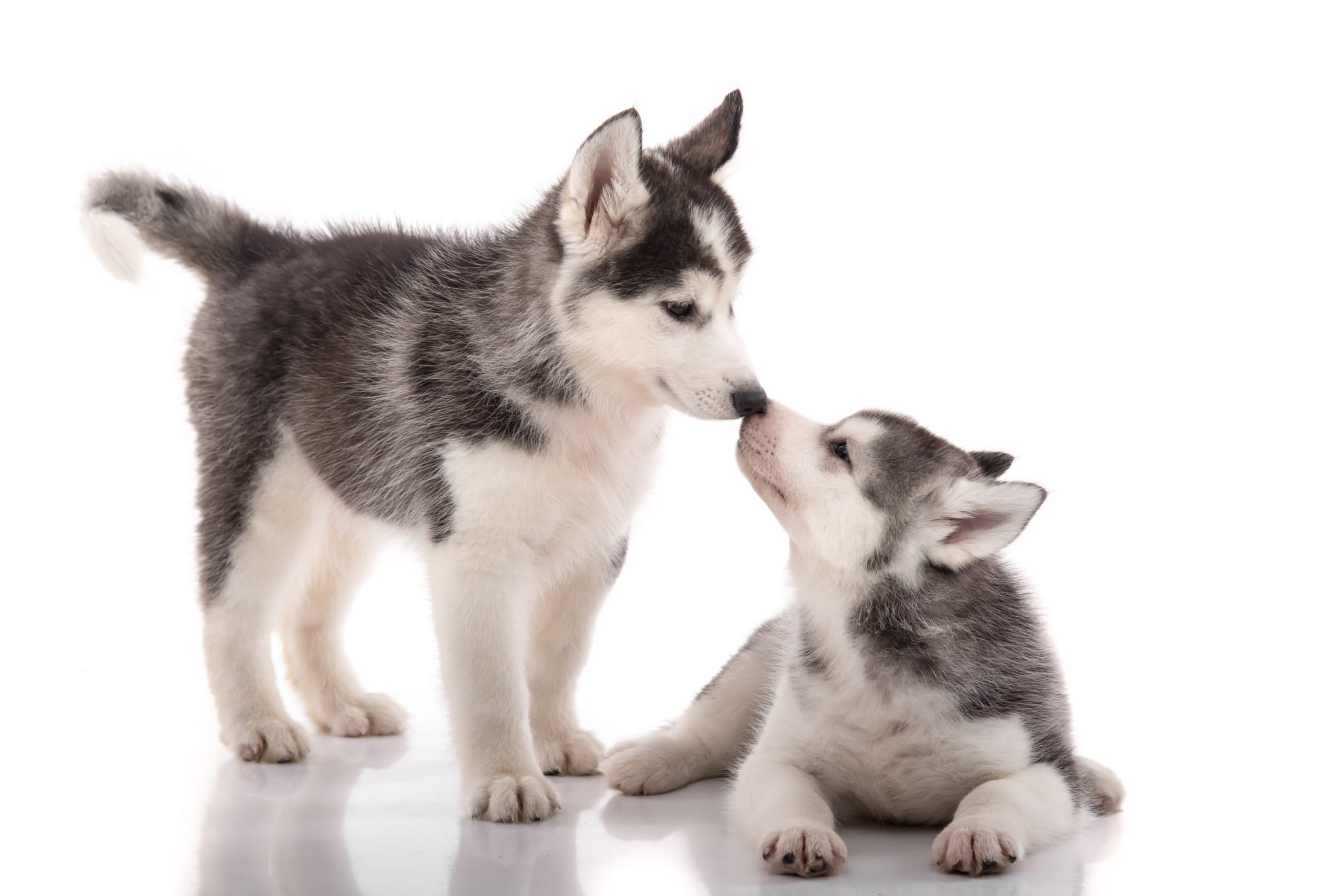 Husky relatives store