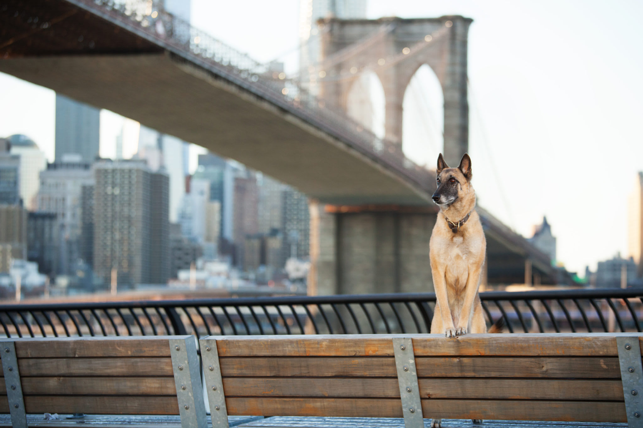 Top DogFriendly Locations and Events in New York City Embarkvet