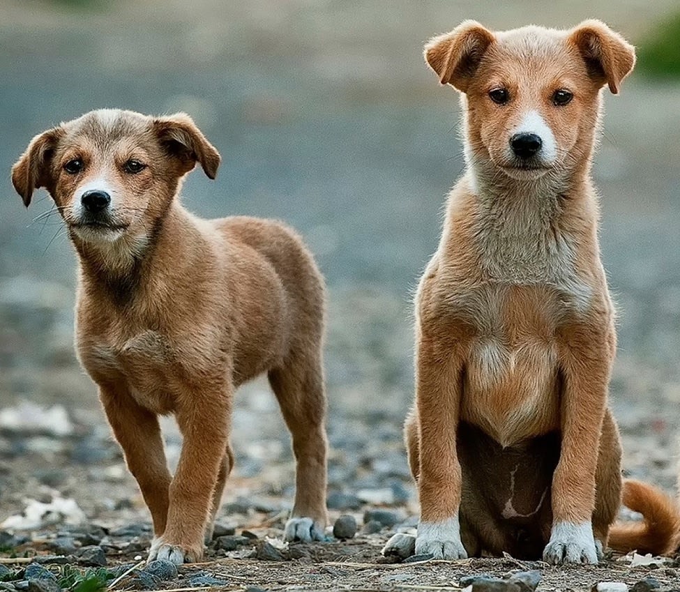 It Takes a Village Dog Embarkvet