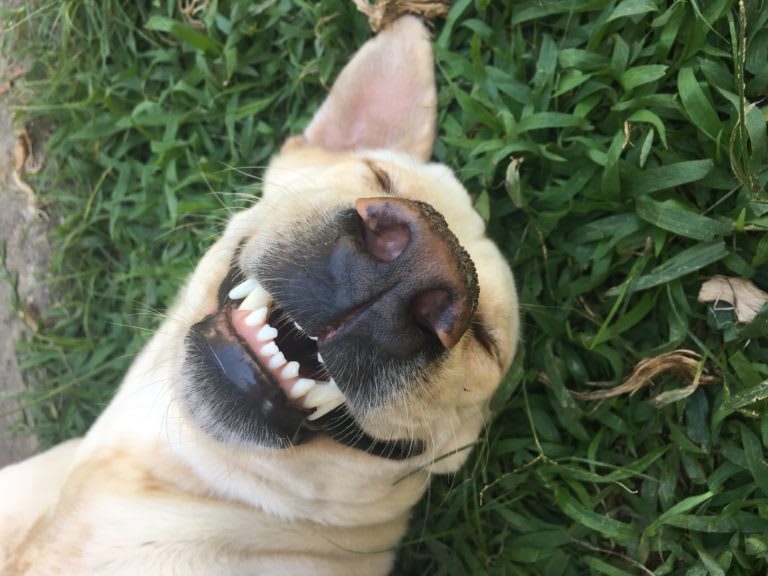 cão sorrindo