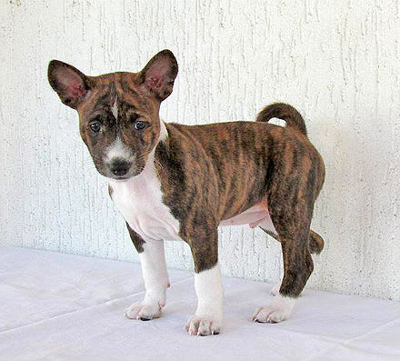 Basenji Mix