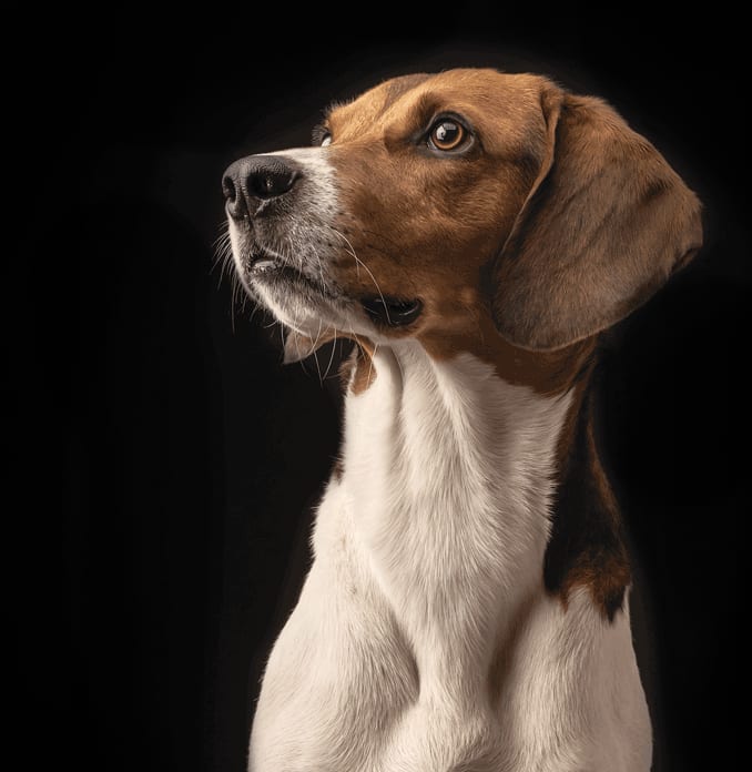 embark