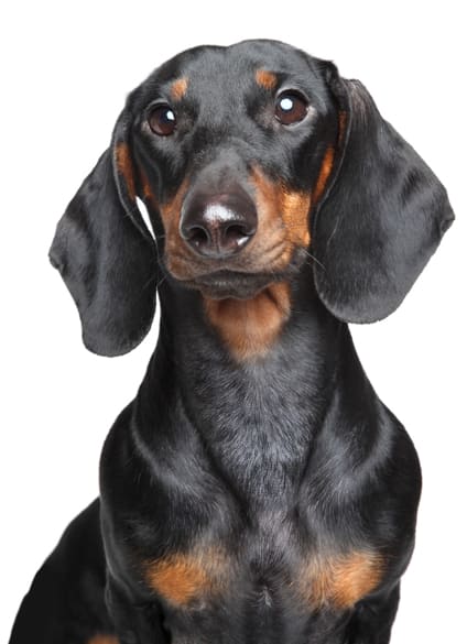 Embark partnership dachshund