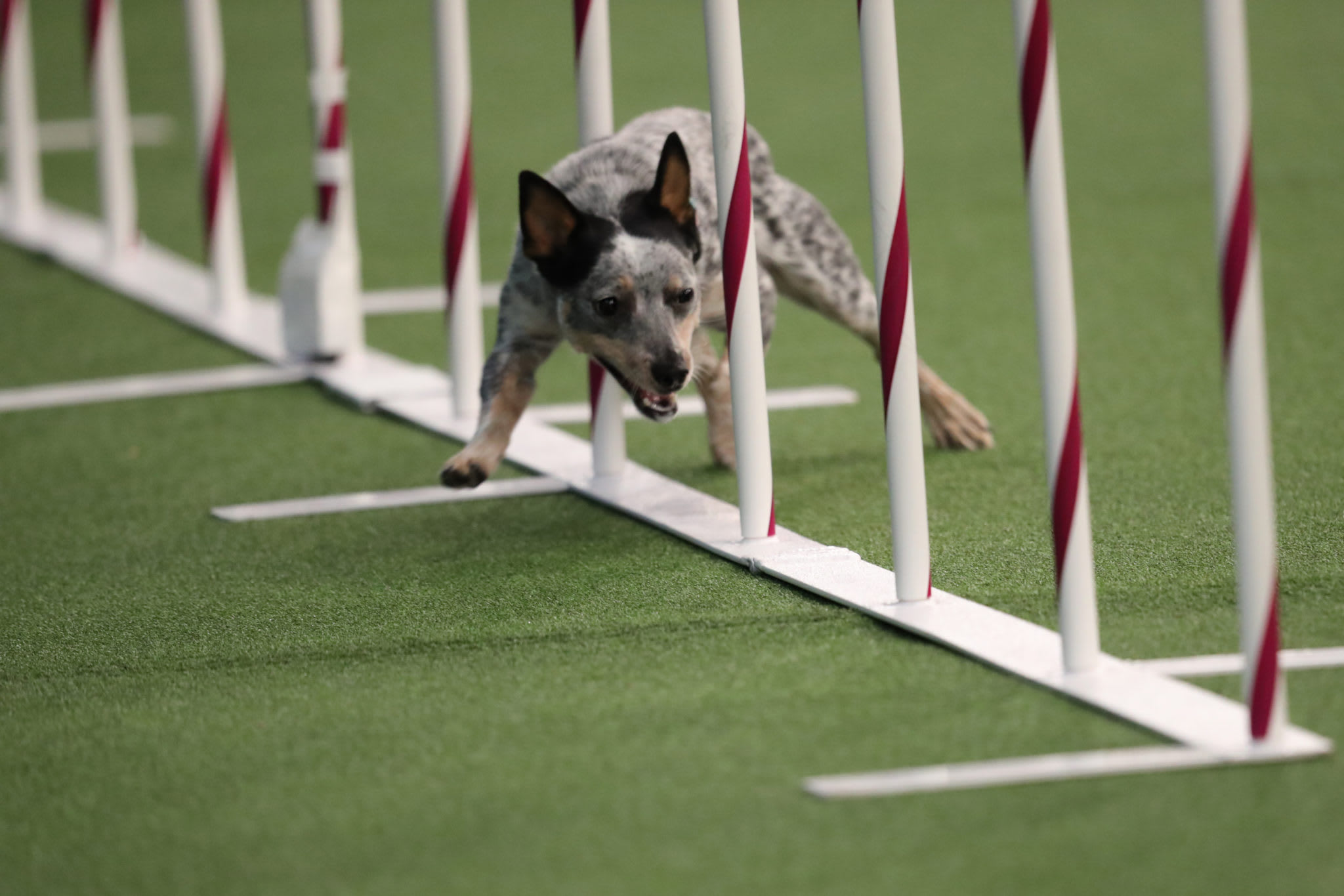 Fastest Westminster AllAmerican Agility Dog Tests With Embark