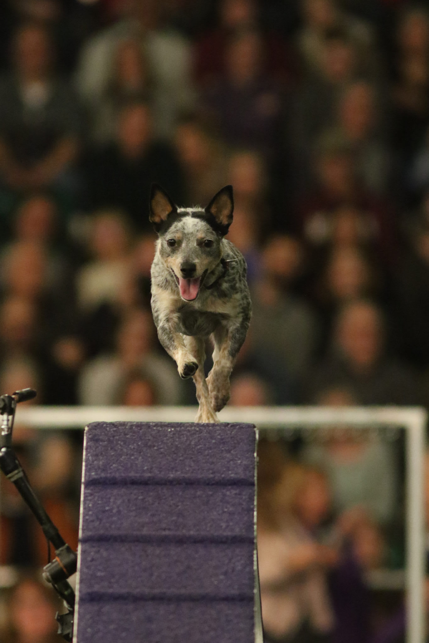 embark-all american competitor