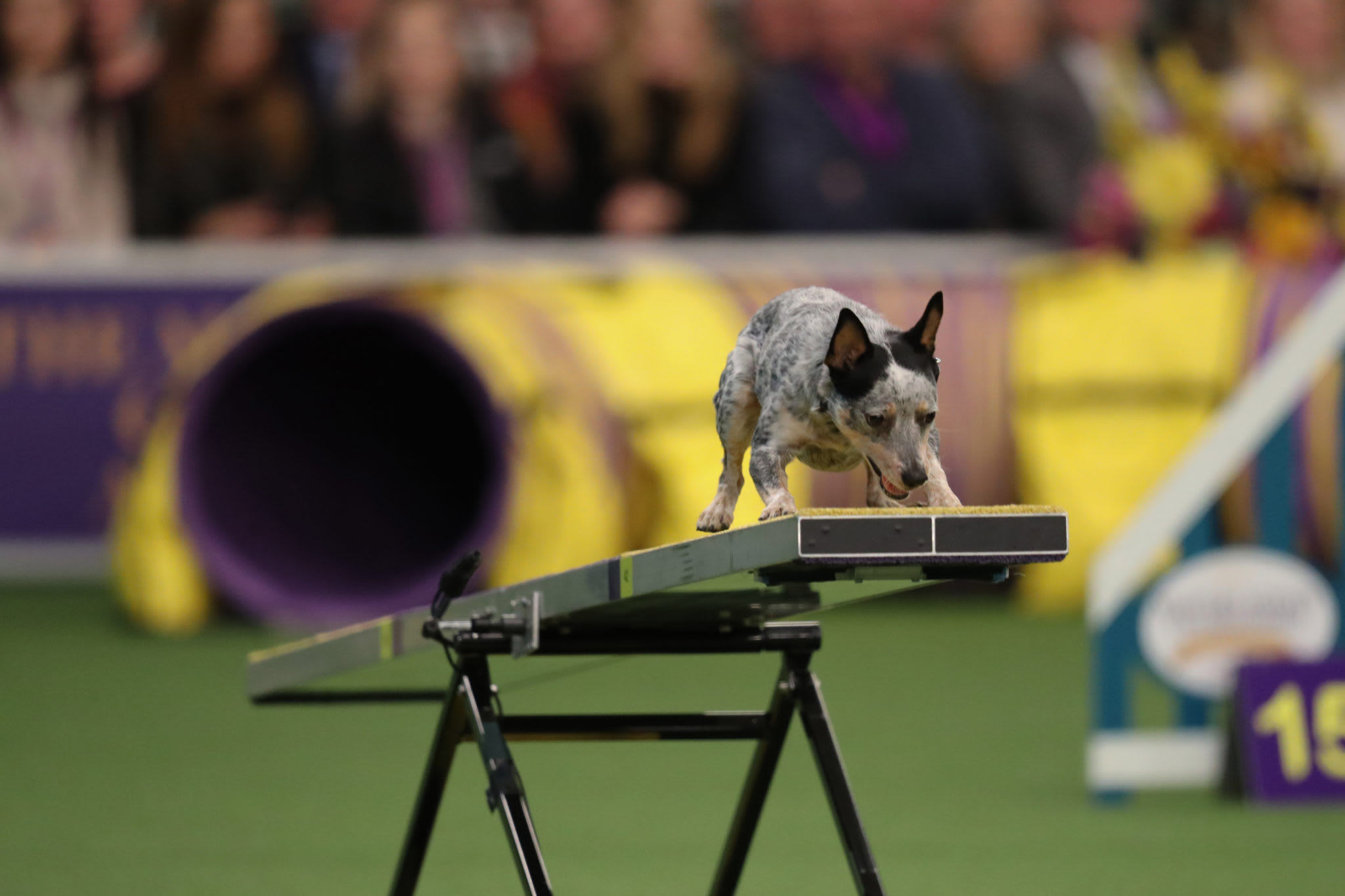 embark-all american winner
