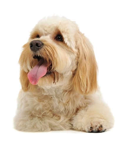 mixed breed dog laying down