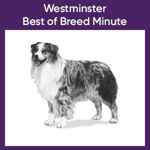 Westminster Best of Breed Minute: Australian Shepherd