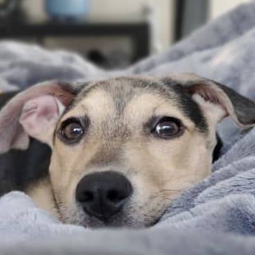 Steve S's dog Millie