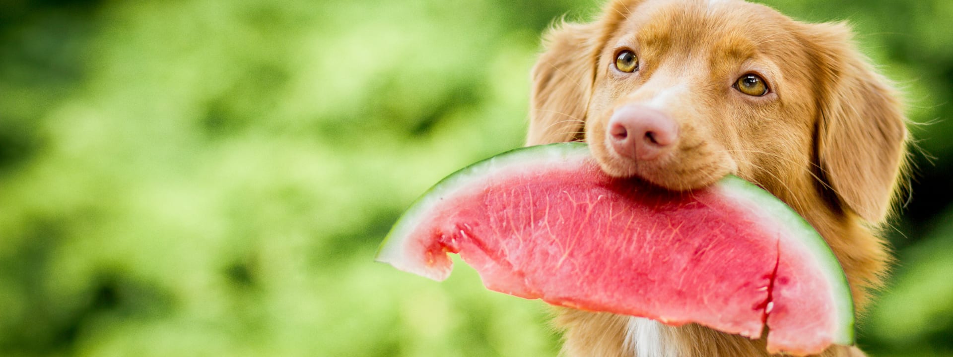 What Fruits Can My Dog Eat? Embarkvet