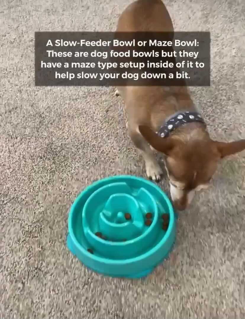 dog eating from food puzzle