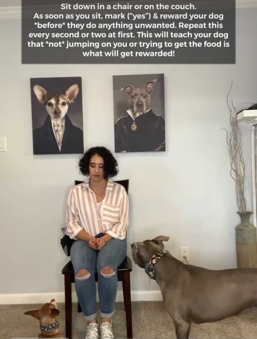 erika dog trainer sitting in front of dogs