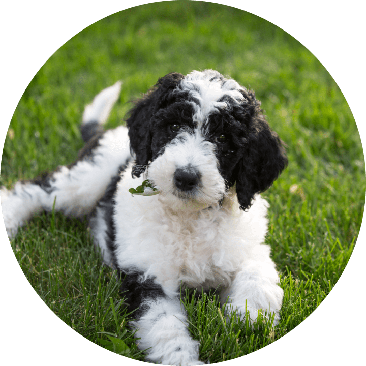 Loyal sheepadoodles deals