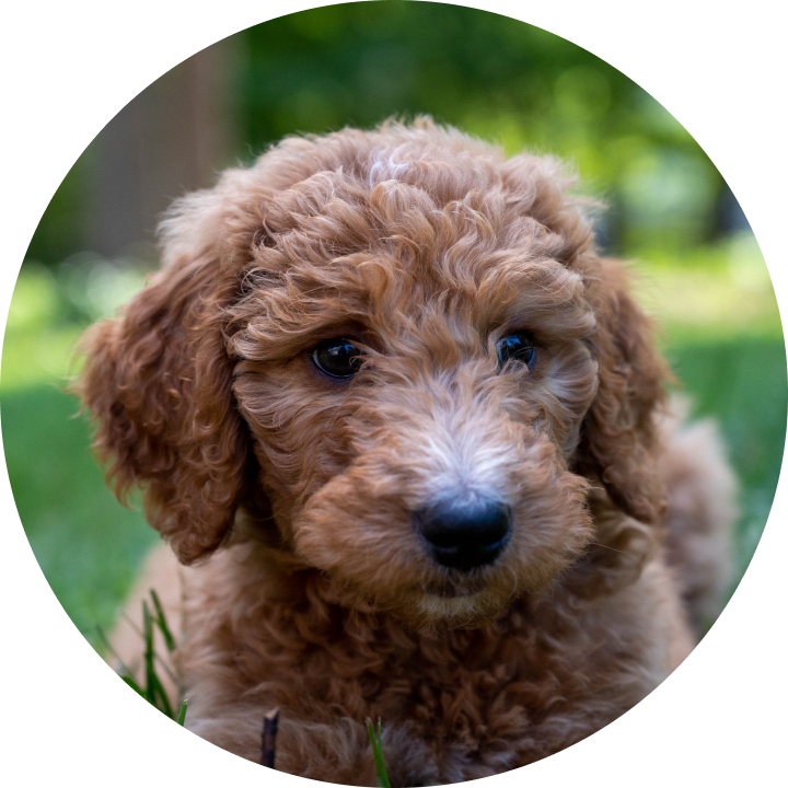 What Is a Goldendoodle? FAQs on the Breed