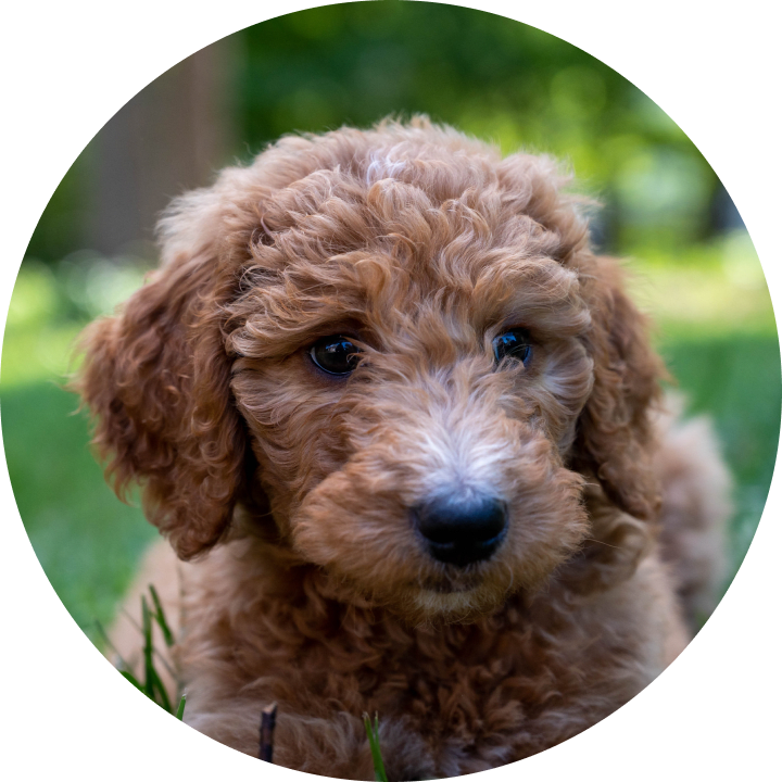 Are Goldendoodles Good With Kids? What Parents Need To Know