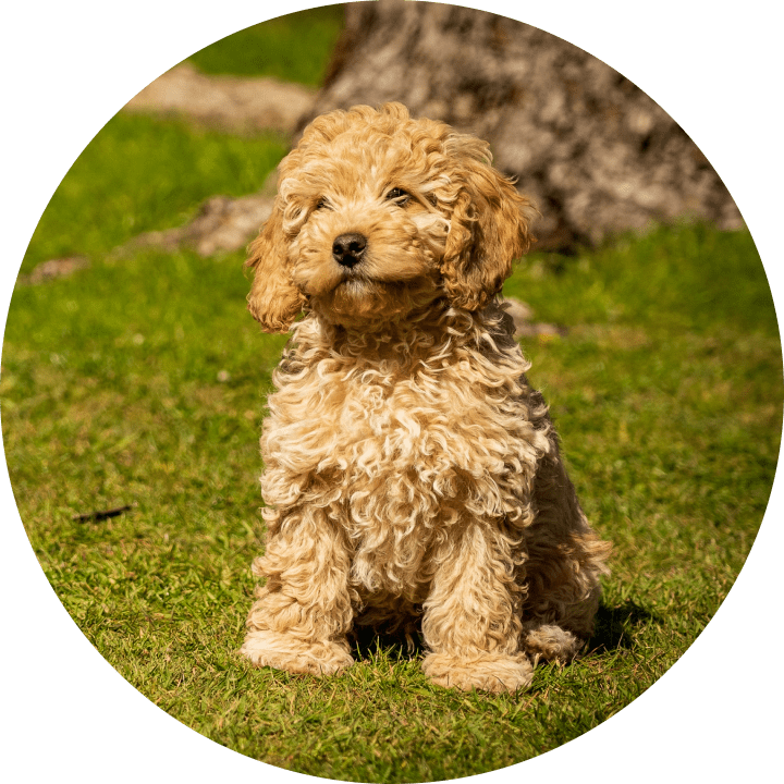 Cockapoo hot sale akc registered