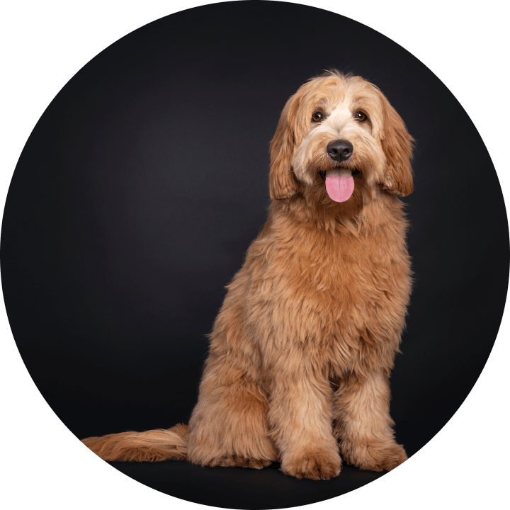African Labradoodle Labradoodle Johannesburg at Harold Graham blog