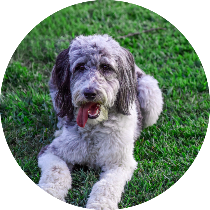 Trained aussiedoodle for sale hotsell