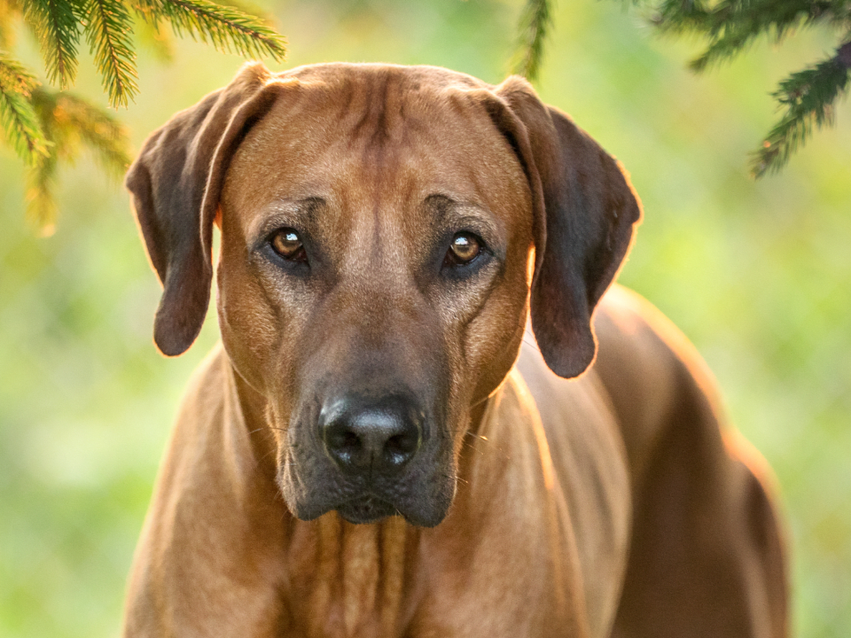 Ears Rhodesian Ridgeback Embark Discovers Variant Behind Rhodesian Ridgeback Deafness