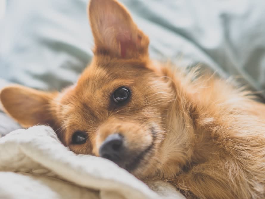 Puppy-Proofing Your Home: 4 Things You Should Know - Toast Life