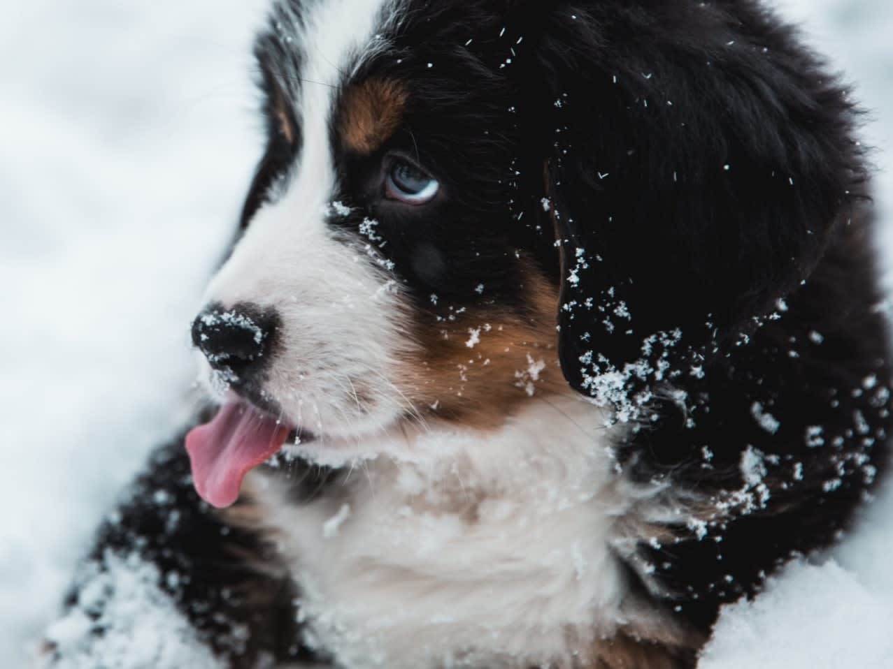 Puppy in winter cheap
