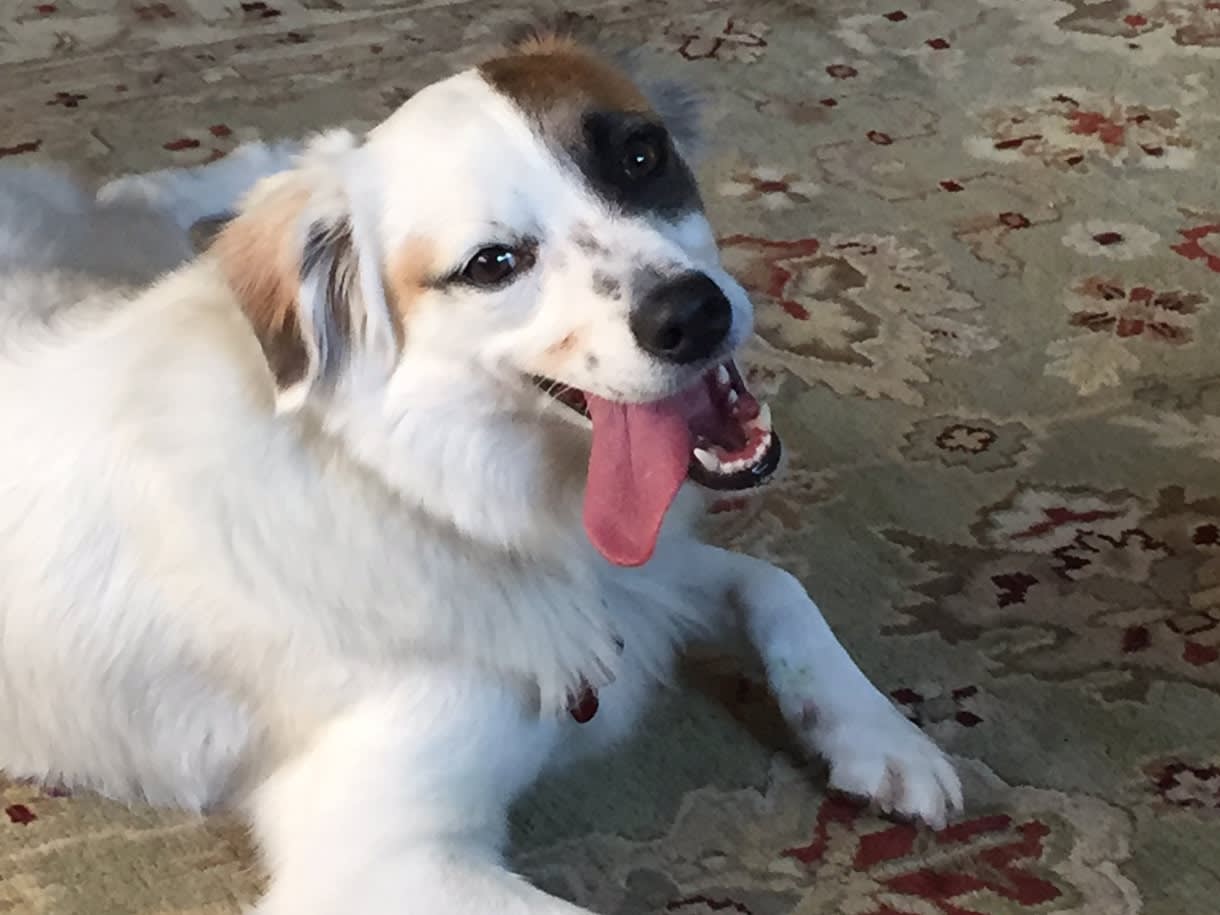 Dog Rescued by Sato Project Tests With Embark Embarkvet