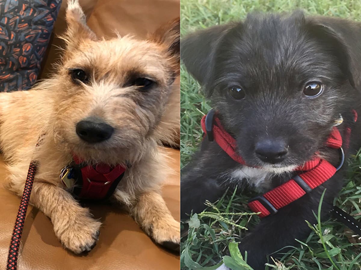 True Story Dog Siblings Discovered Through Embark Dog DNA Test