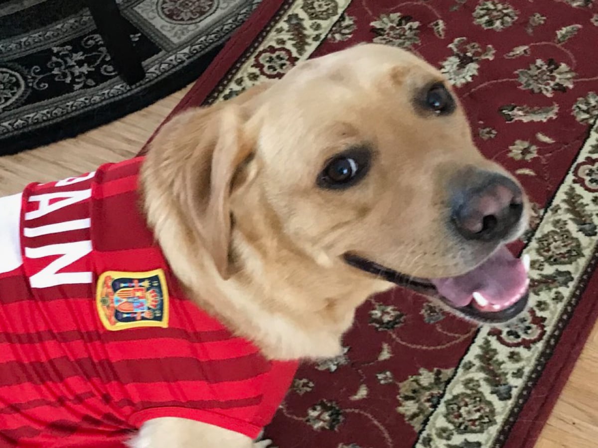 Embark Identifies Rare Mutation in Labrador Retriever - Embarkvet